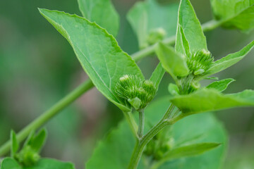 Common Burdock Flower Buds in Summer