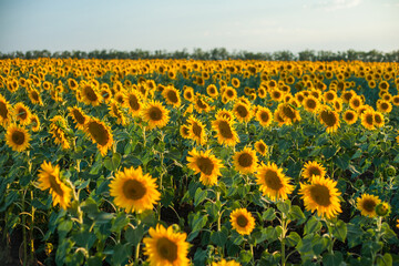 Fototapeta premium Sunflower field Background on sunset at summer