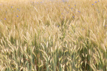 wheat ears with cornflowers in the field, a summer July day