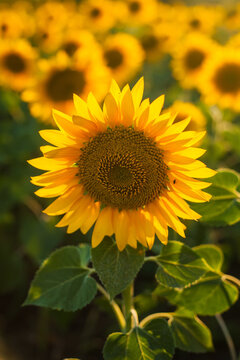 close-up of sunflower against green background with flowers