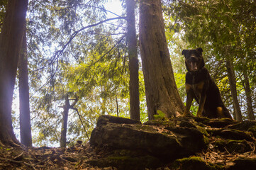 Bear Dog Forest