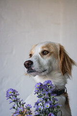 Cute, adorable, white dog in Saluki type and Aster flowers with a white wall in the background