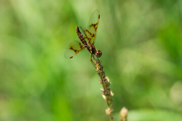 Eastern Amberwing Dragonfly in Summer