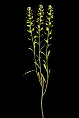 Dense-Flowered Pepperwort (Lepidium densiflorum). Habit