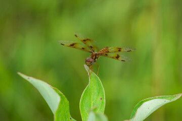 Eastern Amberwing Dragonfly in Summer