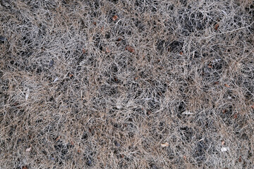 dry grass texture. outdoors photo grass ocher color