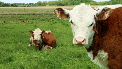 Close-up head and shoulders of young red with white face Hereford calf looking at camera with cow laying down behind in the grass