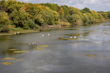 View from the jungle-like Leipzig Riverside Forest with the rivers Weisse Elster and Luppe with wild river landscapes, Germany