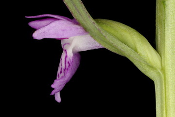 Baltic Spotted Orchid (Dactylorhiza baltica). Flower Closeup