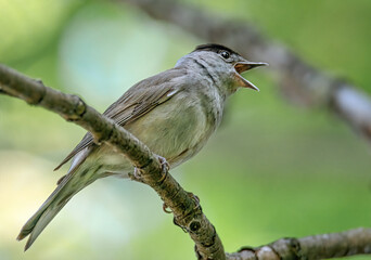 Singende Mönchsgrasmücke