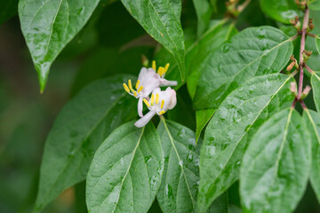 Honeysuckle Flowers in Bloom in Springtime