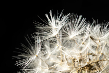 Close-up of a faded dandelion flower with details on black background, Uster, Switzerland, Europe.