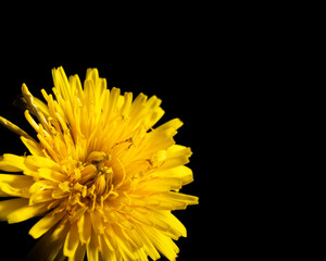 Close-up of a dandelion flower with details on black background, Uster, Switzerland, Europe.