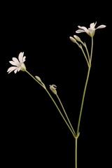 Crimean Snow-in-Summer (Cerastium biebersteinii). Inflorescence Closeup