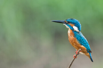 Hope of Kingfisher 