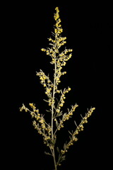 Wormwood (Artemisia absinthium). Inflorescence Closeup
