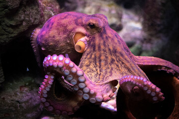 octopus in aquarium, sea life, ocean animals