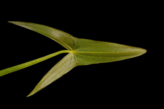 Arrowhead (Sagittaria sagittifolia). Leaf Closeup