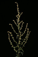 Mugwort (Artemisia vulgaris). Inflorescence Closeup