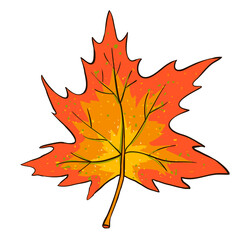 Colored illustration with maple leaf Vector design