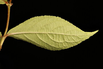 Early-Flowering Weigela (Weigela praecox). Leaf Closeup