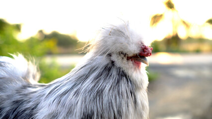 Close-up shot of silkie chicken white grey red long feather in mornign sunlight