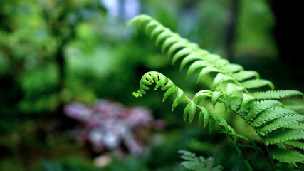 Fern forest tropical jungle close-up green lush waterfall background