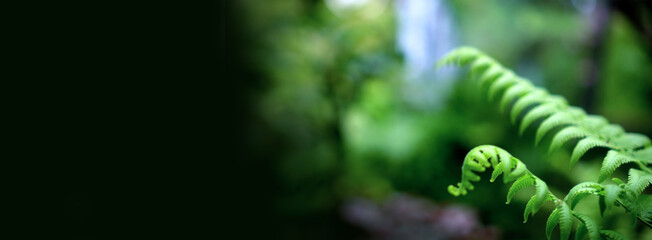 Fern forest tropical jungle close-up green lush waterfall background banner