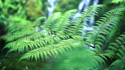 Fern forest tropical jungle close-up green lush waterfall background