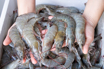 Close-up hand holding fresh white Shrimp © wanniwat