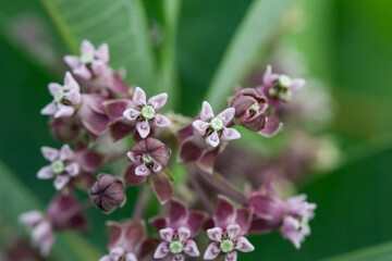 Milkweed Flowers in Summer