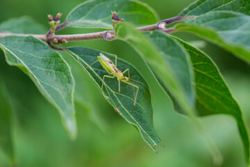 Pale Green Assassin Bug in Summer