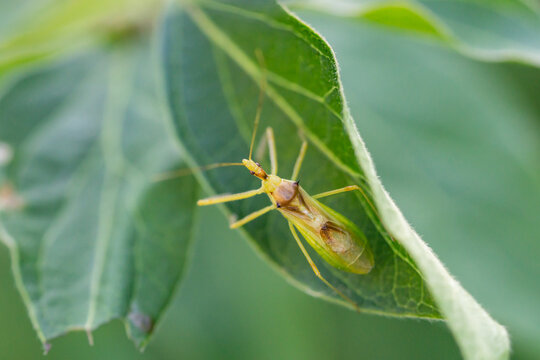 Pale Green Assassin Bug in Summer