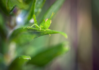 Small grasshopper watching from a plant leaf along the Shadow Creek Ranch Nature Trail in Pearland, Texas!