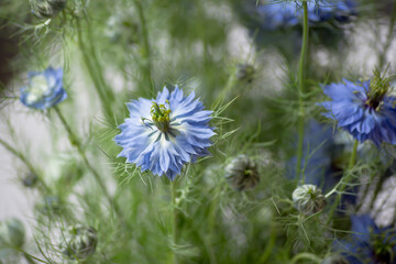 Flores de arañuela o ajenuz de jardín