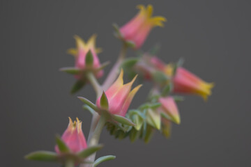 Detalle de las flores de una Echeveria elegans
