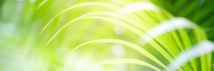 Concept nature view of green leaf on blurred greenery background in garden and sunlight with copy space using as background natural green plants landscape, ecology, fresh wallpaper concept.