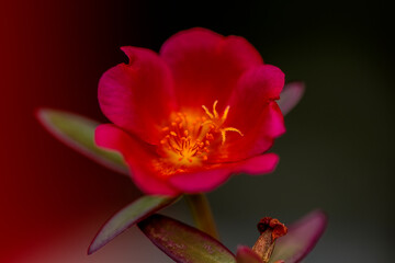 mossrose red