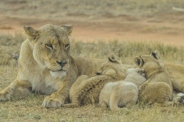 Fototapeta na wymiar Lioness nursing babies in a game reserve during Safari