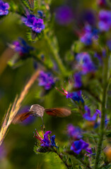 insect pollinating plants in the middle of spring
