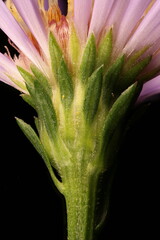 Confused Michaelmas Daisy (Symphyotrichum novi-belgii). Involucrum Closeup