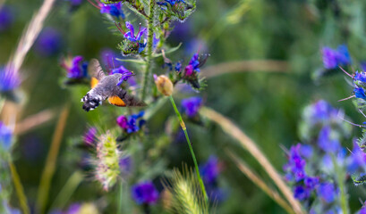 insect pollinating plants in the middle of spring
