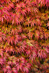 Background. Japanese Maple (Acer Palmatum) .Close-up Of Red Maple Leaves On The Tree
