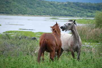 horses on the lake