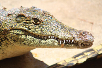 Crocodile face closeup and portrait in a swamp