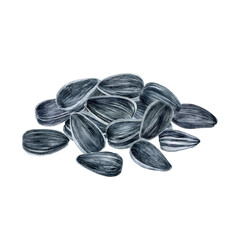 Sunflower seeds heap watercolor illustration isolated on white background