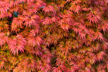Background. Japanese Maple (Acer Palmatum) .Close-up Of Red Maple Leaves On The Tree