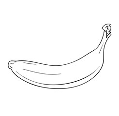 Vector illustration, isolated banana fruit in black and white colors, outline hand painted drawing