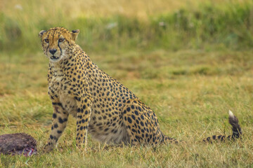 Cheetah - acinonyx jubatus portrait in wild savannah in rain
