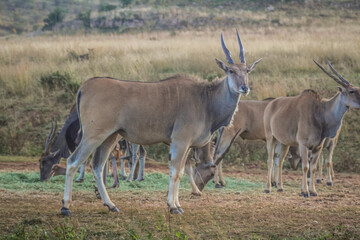 Naklejka na ściany i meble Eland antelope portrait in a South African game reserve